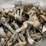 Where to Buy Psychedelic Mushroom Online Italy?