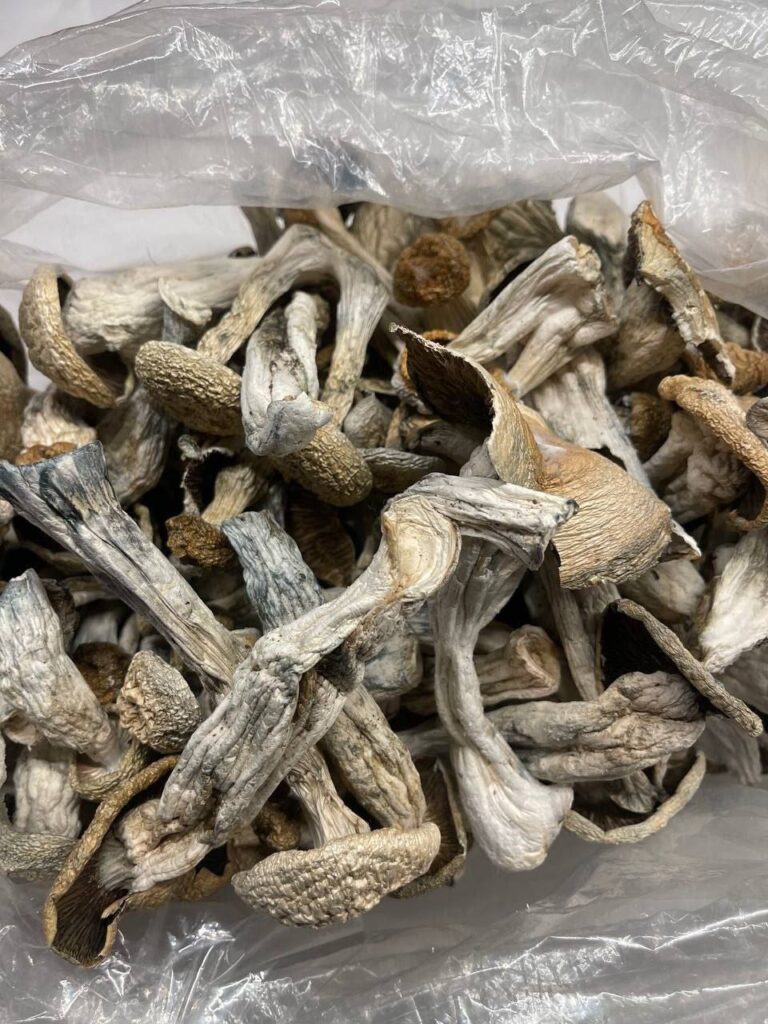 The History of Psychedelic Mushrooms in Traditional Medicine Where to Buy Psychedelic Mushroom Online Italy?