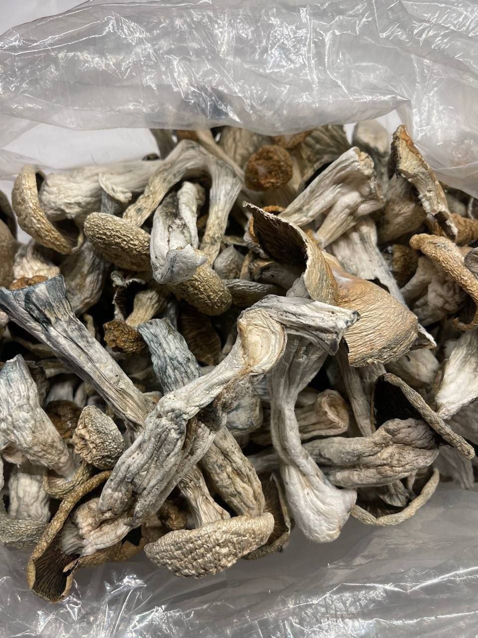 Where to Buy Psychedelic Mushroom Online Italy?