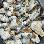 Where Can I Buy Psilocybin Mushroom Online Germany?