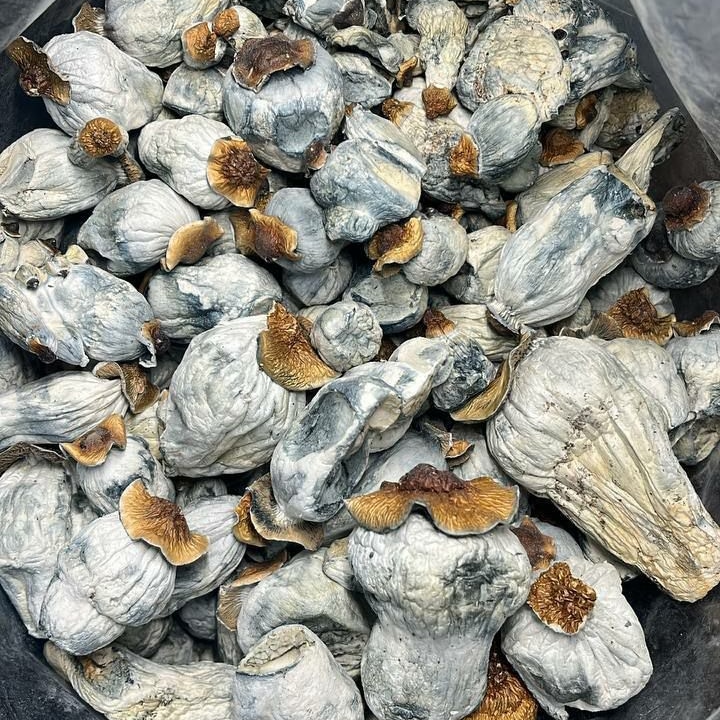 Types of Psilocybin Mushrooms: Common Species and Their Characteristics Where Can I Buy Psilocybin Mushroom Online Germany?