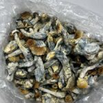 Where can I Buy Psilocybin Mushroom Online Spain?