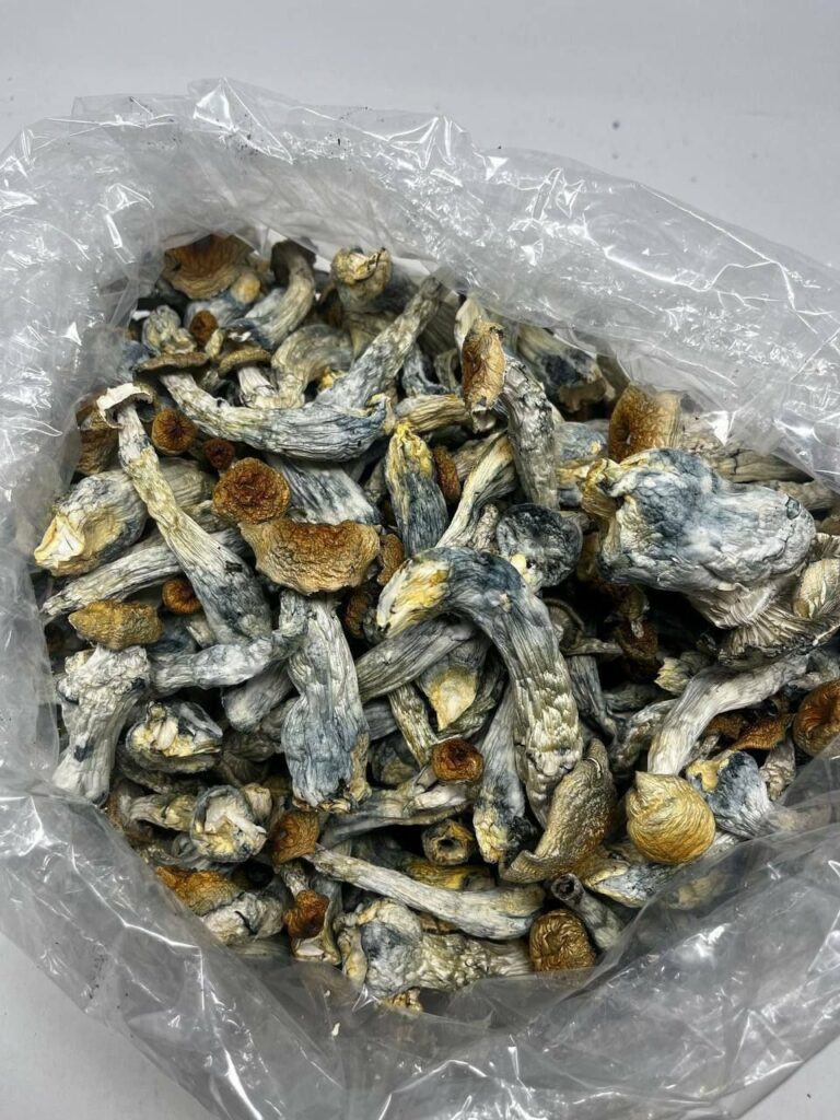 Psilocybin vs LSD: Key Differences Explained Where can I Buy Psilocybin Mushroom Online Spain?