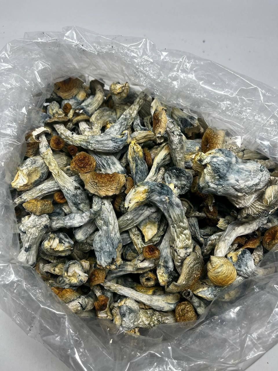 Where can I Buy Psilocybin Mushroom Online Spain?