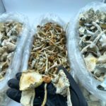 Where to Buy Psychedelic Mushroom Online UK