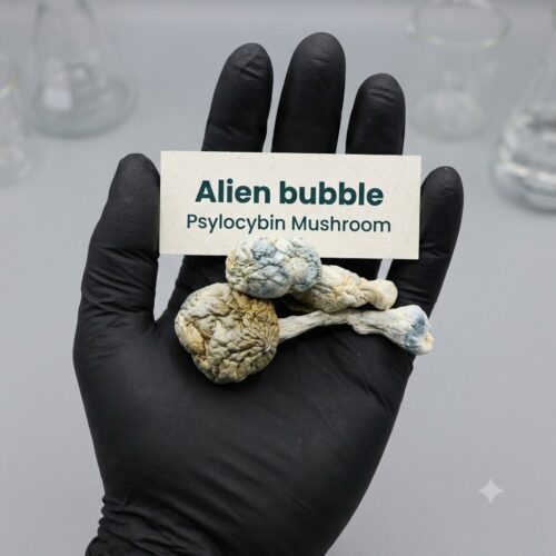 alienbubble 1 How Can I Buy Alien Bubble Cubensis Mushrooms Online Europe.
