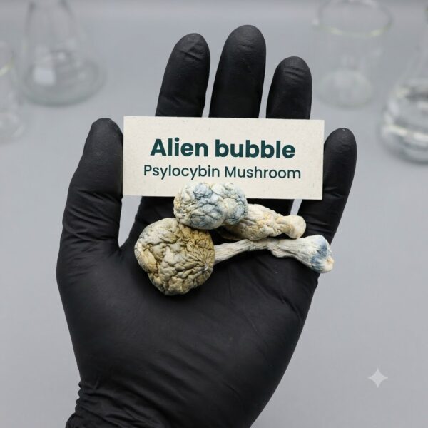 alienbubble 1 How Can I Buy Alien Bubble Cubensis Mushrooms Online Europe.