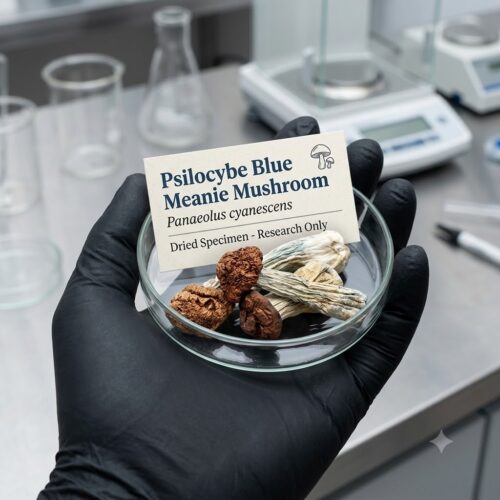 blue meanie1 Where to Buy Blue Meanie Magic Mushrooms Online Europe?