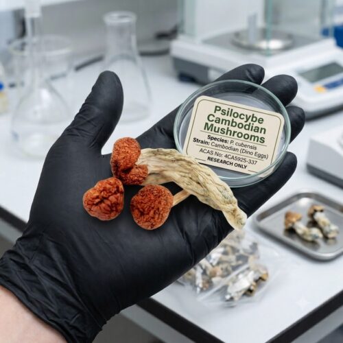 How to Buy Psilocybe Cambodian Mushrooms Online Europe.