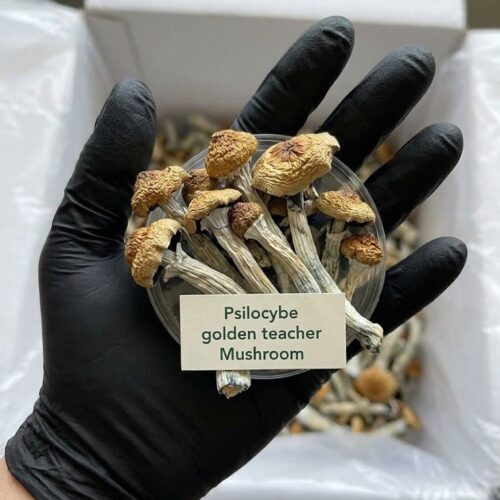 Where cam I Buy Golden Teacher Magic Mushroom Online Europe?