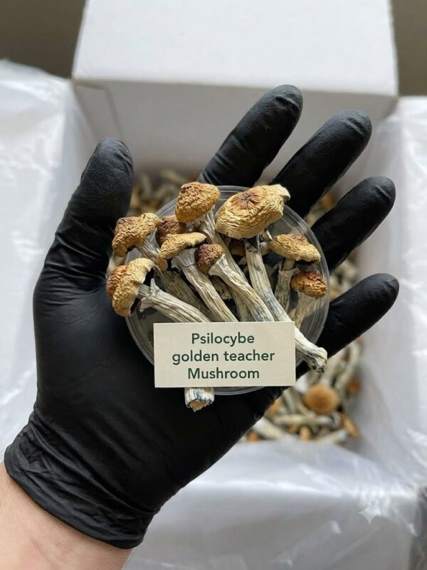 golden teacher 1 Where cam I Buy Golden Teacher Magic Mushroom Online Europe?