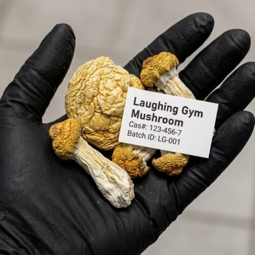 Where can I Order Laughing Gym Magic Mushrooms Online Europe?