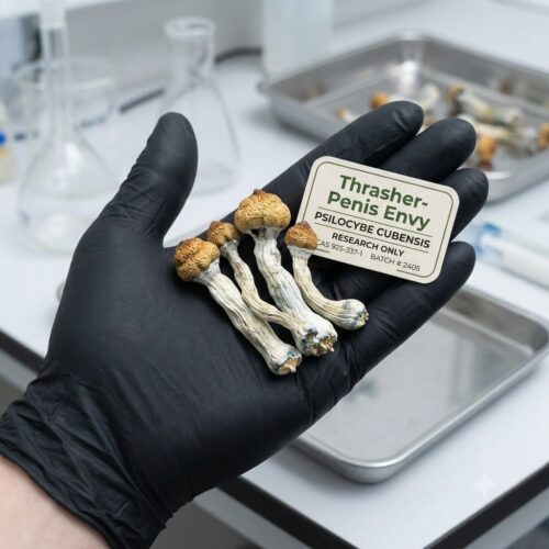 Where do I Buy Dried Penis Envy Mushroom Online Europe