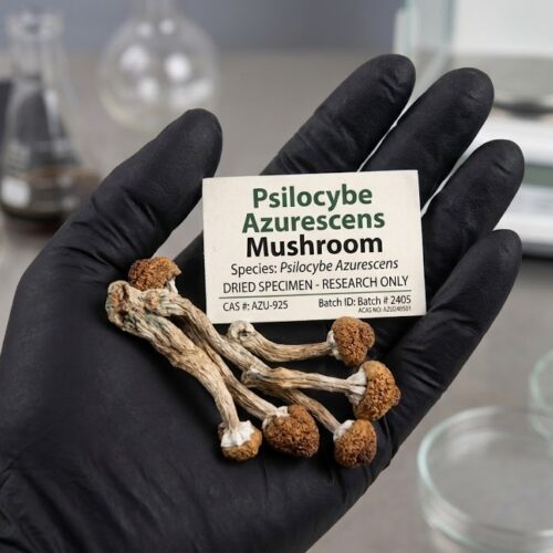 How can I Buy Psilocybe azurescens Magic Mushroom Online Europe?