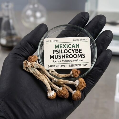 Where to Buy Psilocybe mexicana Magic Mushroom Online Europe?
