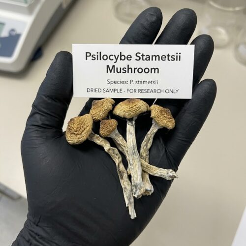 Where can I Buy Psilocybe stametsii Magic Mushroom Online Europe?