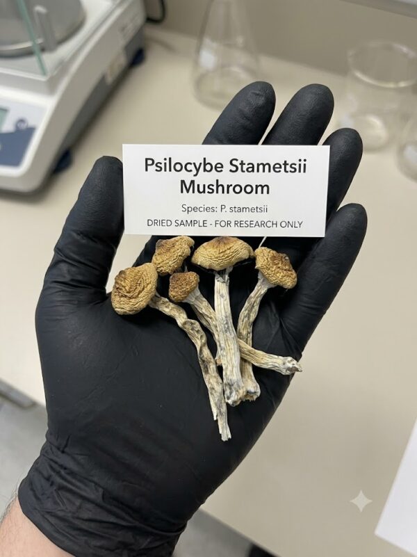 psilocybe stamettsii1 Where can I Buy Psilocybe stametsii Magic Mushroom Online Europe?