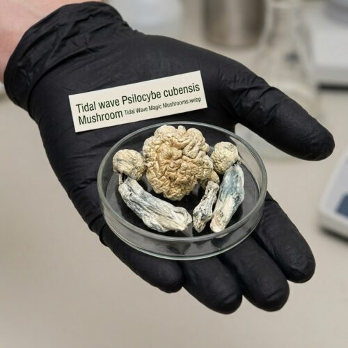 Where Can I Buy Tidal Wave Magic Mushrooms Online Europe