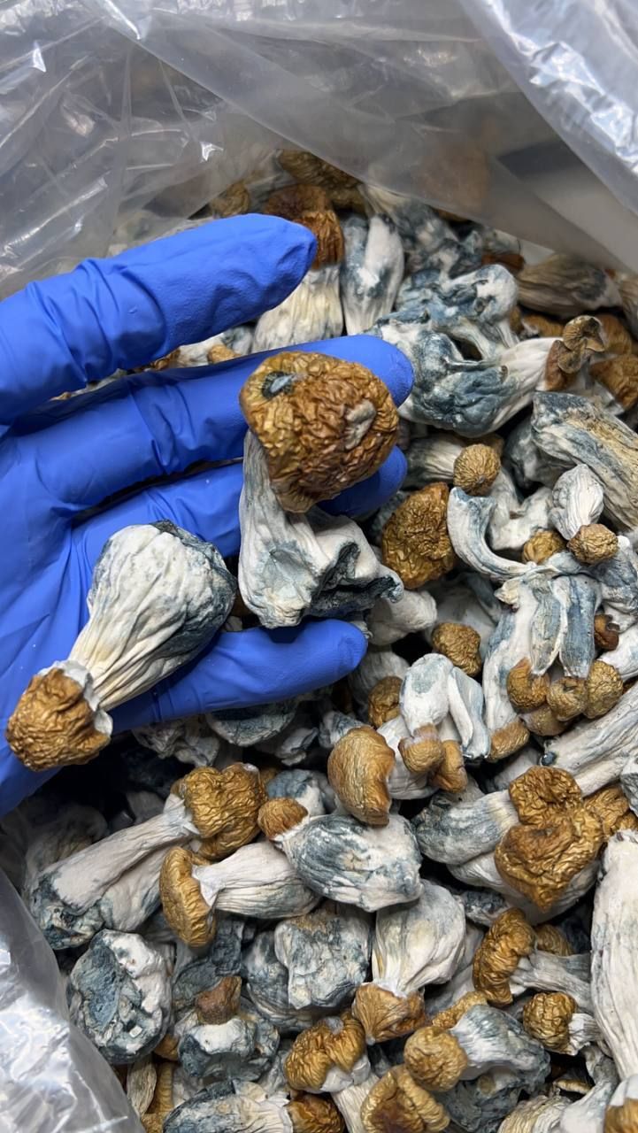 Potential Benefits and Risks of Psilocybin According to Research Where to Buy Psychedelic Mushroom Online Portugal