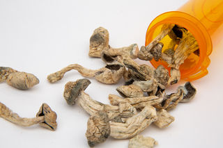 How Psilocybin Interacts with the Human Brain Where to Buy Psychedelic Mushroom Online Netherlands?