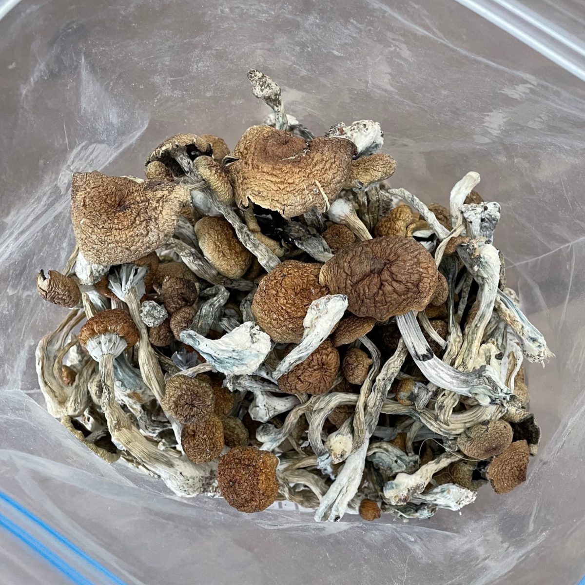 Where Can I Buy Psychedelic Mushroom Online Sweden?