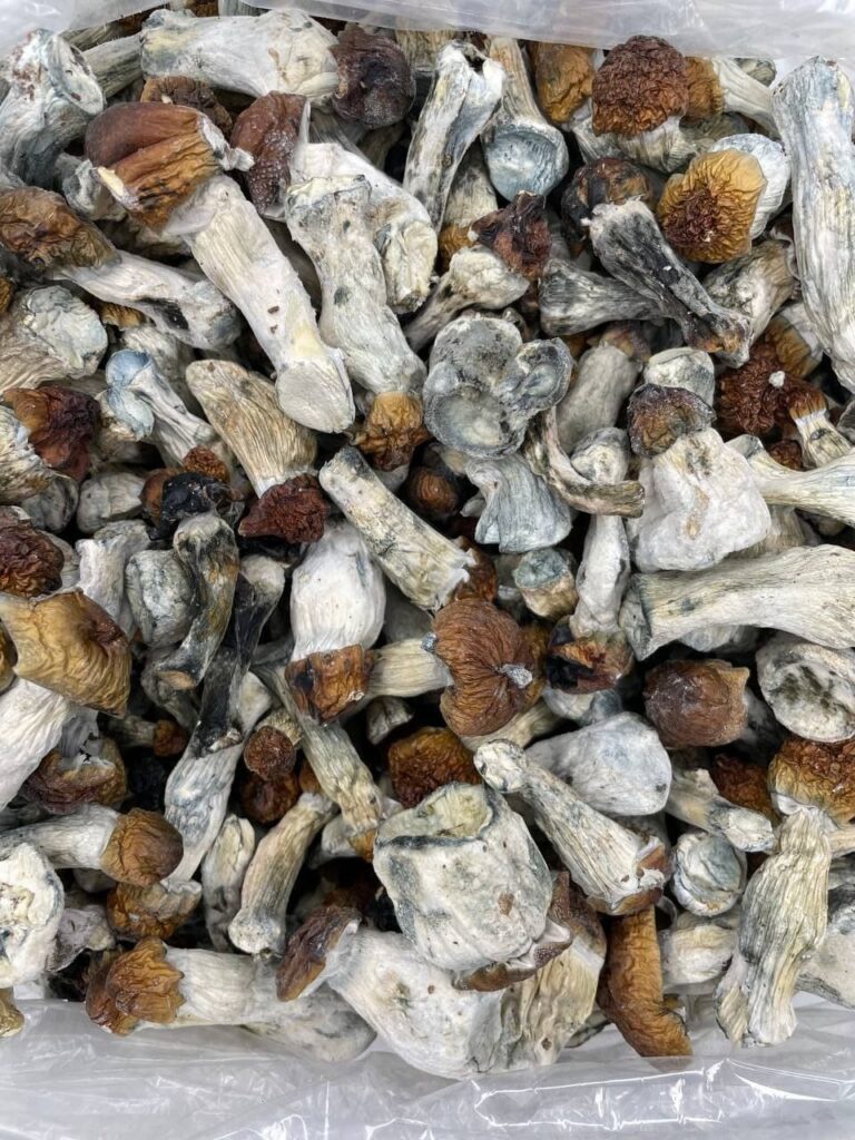 Common Myths About Psychedelic Mushrooms Debunked Where can I Buy Psychedelic Mushroom Online Denmark Discreetly?