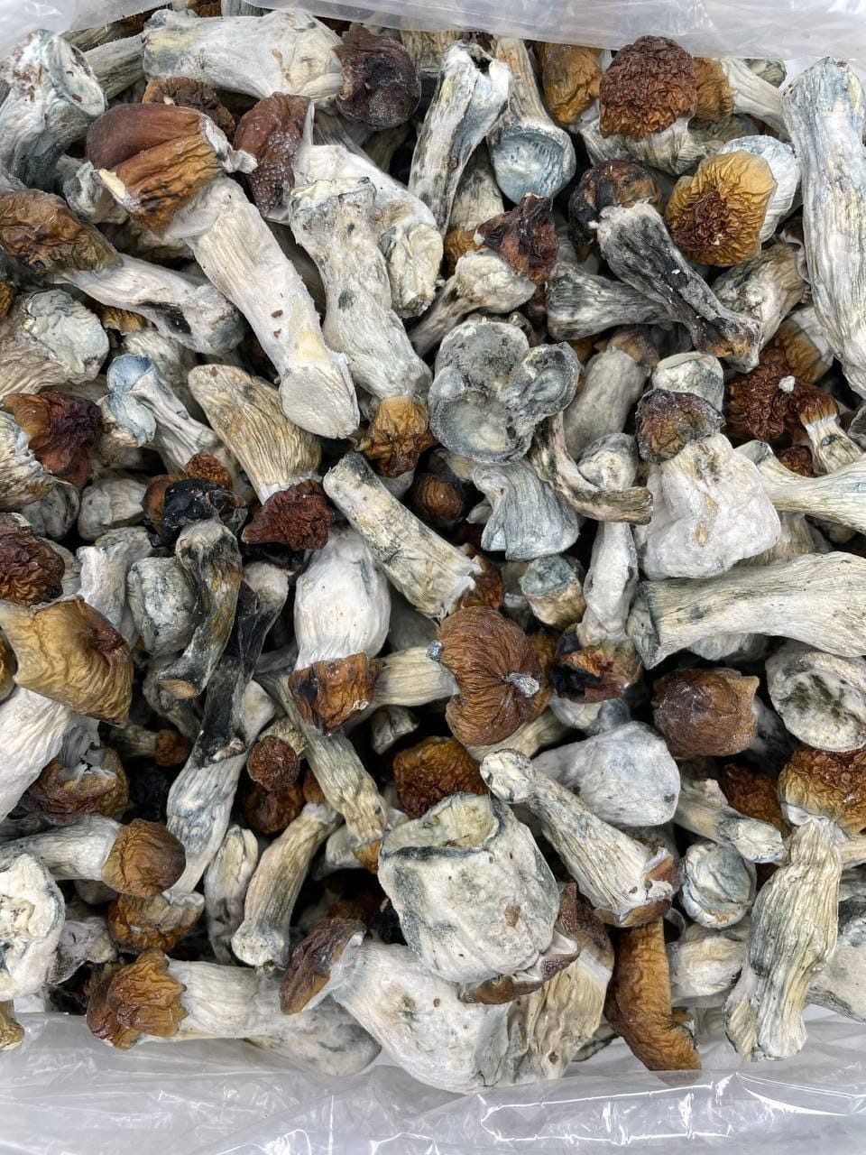 Where can I Buy Psychedelic Mushroom Online Denmark Discreetly?