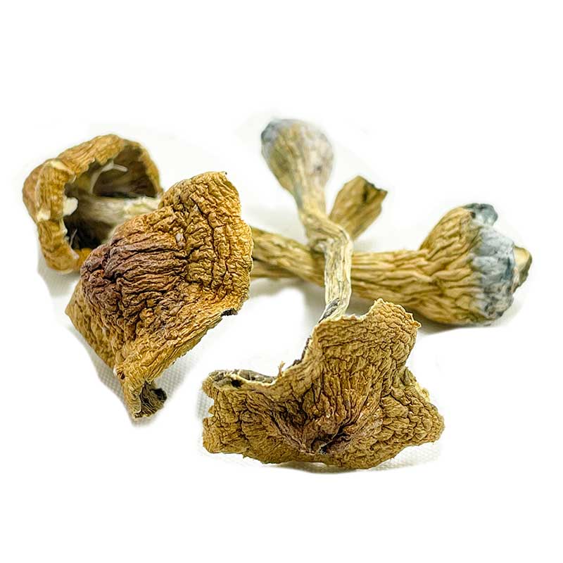 Where to Buy Psychedelic Mushroom Online Turkey Discreetly?