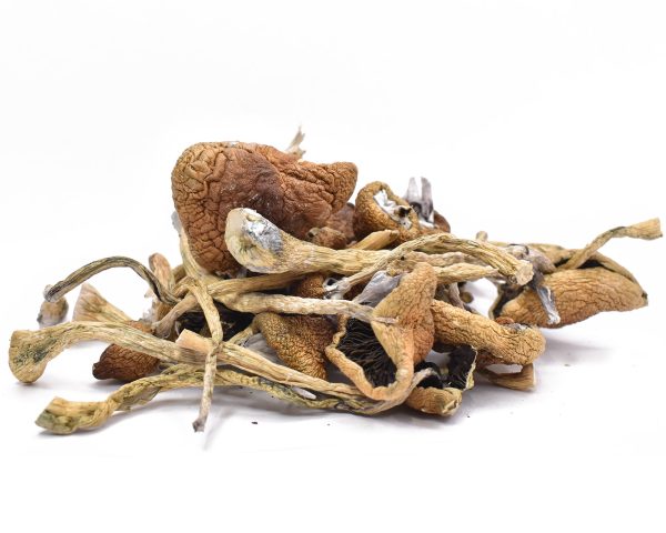 Psilocybin and Neuroplasticity: What Does the Research Say? Where to Buy Psychedelic Mushroom Online Hungary?