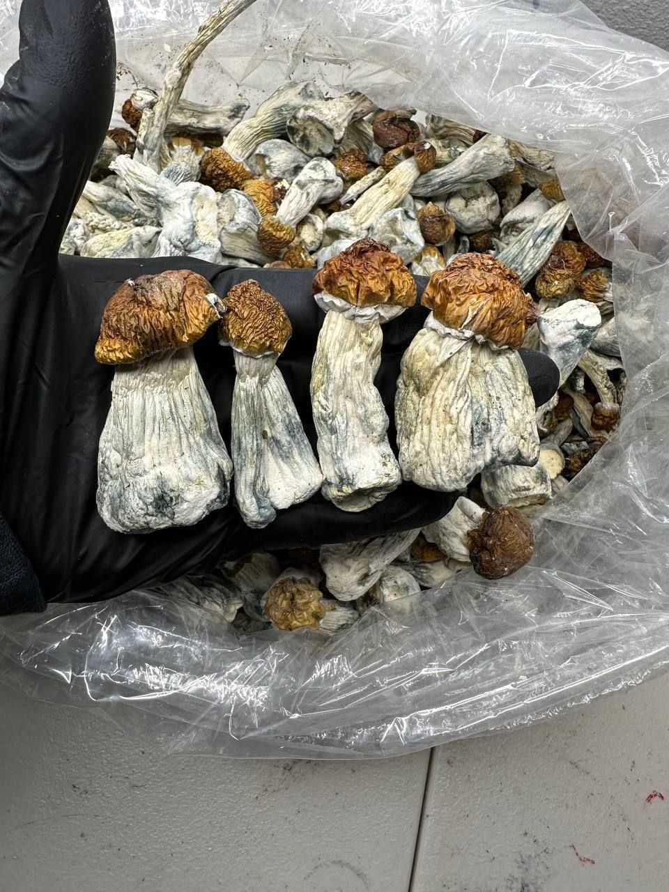 Where to Buy Psychedelic Mushroom Online Slovakia?