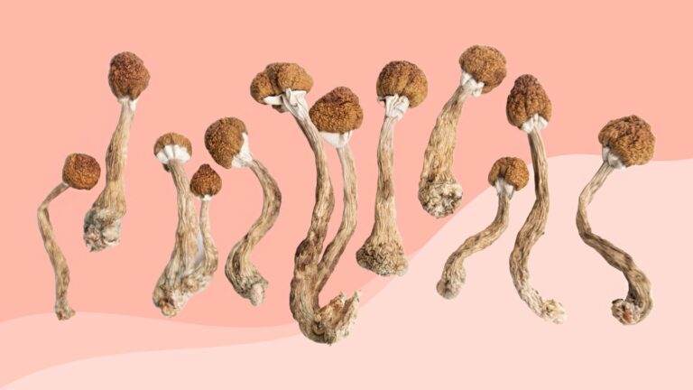 Psychedelic Mushrooms vs Functional Mushrooms: What's the Difference? Where to Buy Psychedelic Mushroom Online Belgium Discreetly ?