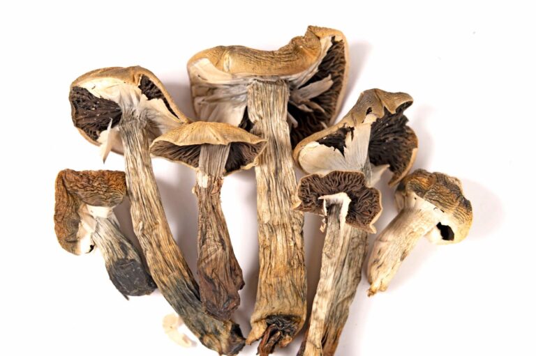 How Researchers Study Psilocybin in Modern Medicine Where can I Buy Psychedelic Mushroom Online Croatia?