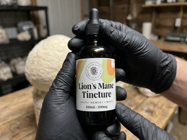 lions m lions m